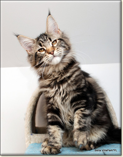 hodowla kotw rasy Maine Coon Villa Park*PL