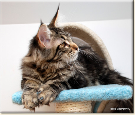 Maine Coon cattery Villa Park*PL