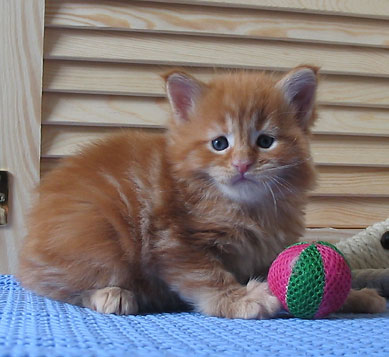 hodowla kotw rasy Maine Coon Villa Park*PL