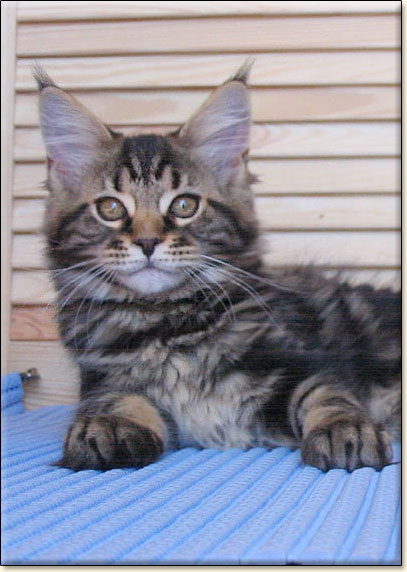 hodowla kotw rasowych maine coon Villa Park*PL