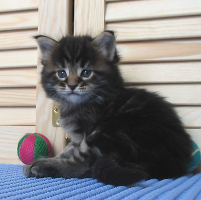 hodowla kotw maine coon Villa Park*PL