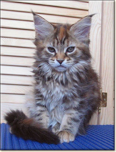 hodowla kotw rasy Maine Coon Villa Park*PL