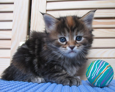 hodowla kotw maine coon Villa Park*PL