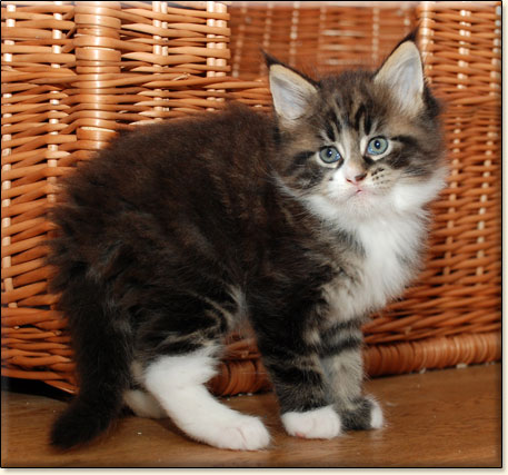 hodowla kotw rasy Maine Coon Villa Park*PL