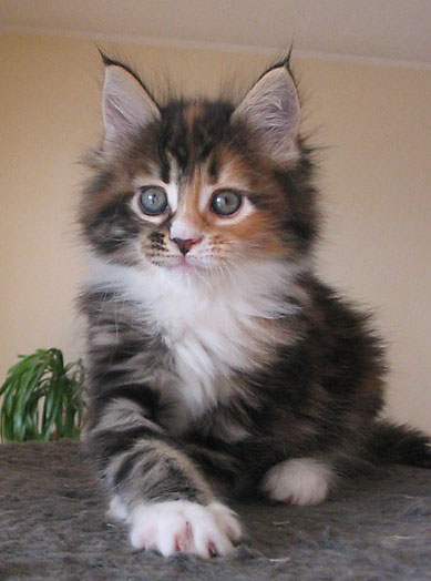 hodowla kotw rasy Maine Coon Villa Park*PL