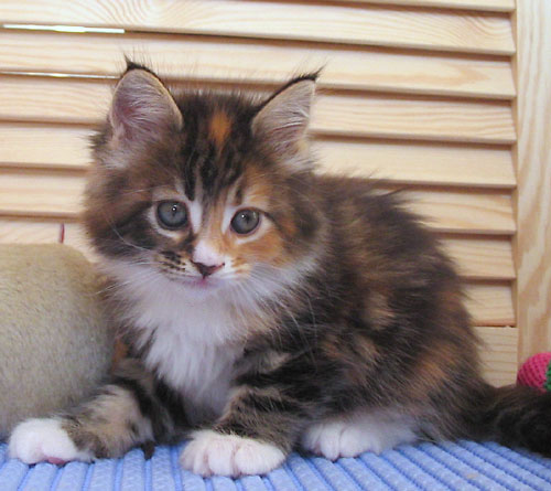 hodowla kotw maine coon Villa Park*PL