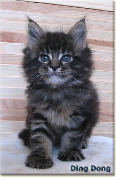 hodowla kotw rasy Maine Coon Villa Park*PL