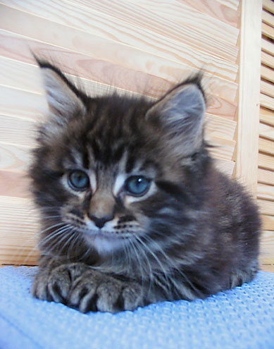 hodowla kotw rasy Maine Coon Villa Park*PL