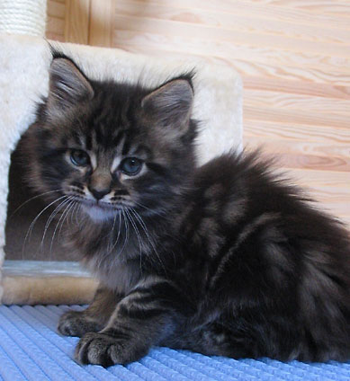 hodowla kotw maine coon Villa Park*PL