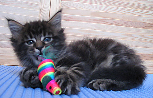 hodowla kotw maine coon Villa Park*PL