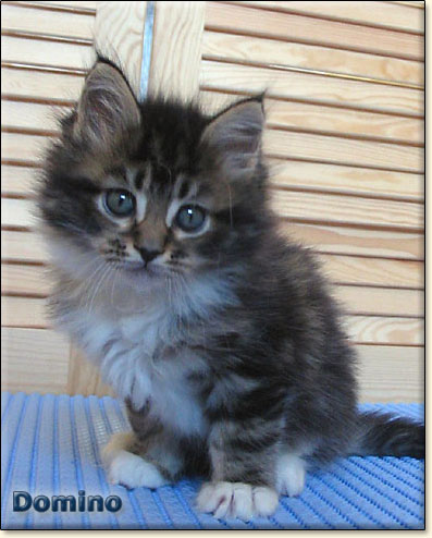 hodowla kotw rasowych maine coon Villa Park*PL