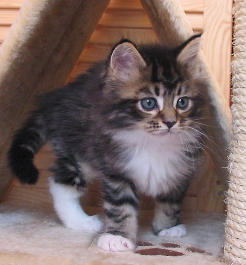 hodowla kotw rasy Maine Coon Villa Park*PL