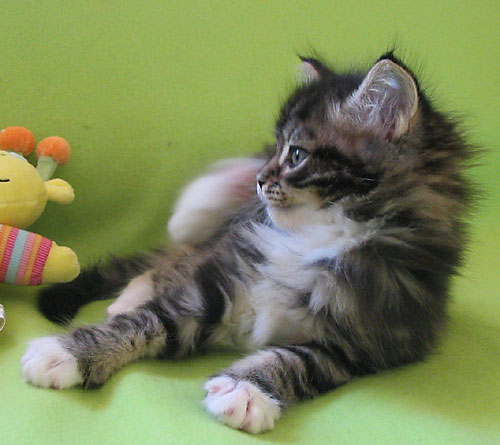 hodowla kotw maine coon Villa Park*PL