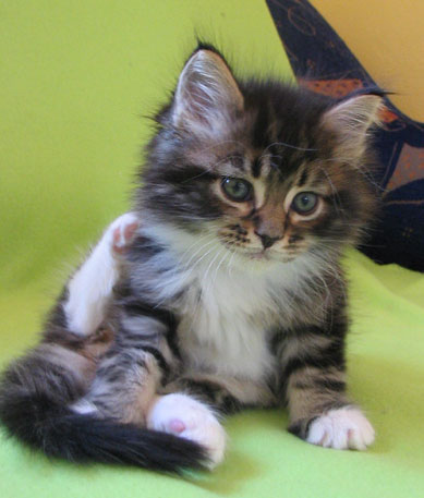 hodowla kotw maine coon Villa Park*PL