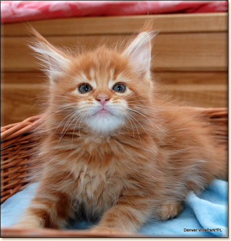 hodowla kotw rasy Maine Coon Villa Park*PL