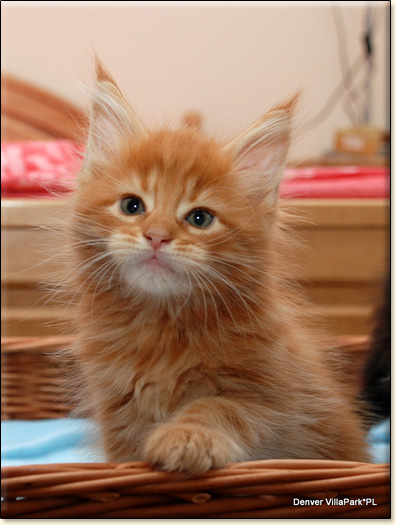 hodowla kotw maine coon Villa Park*PL