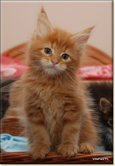 hodowla kotw rasy Maine Coon Villa Park*PL