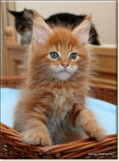 hodowla kotw maine coon Villa Park*PL