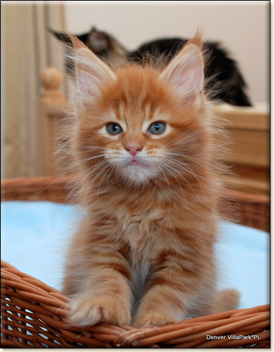 hodowla kotw rasy Maine Coon Villa Park*PL