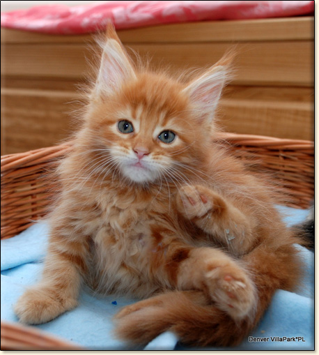 hodowla kotw maine coon Villa Park*PL