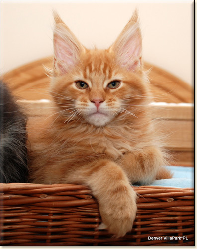 Maine Coon cattery Villa Park*PL