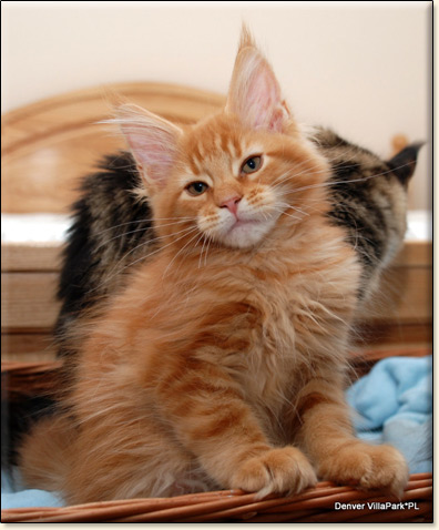 hodowla kotw rasy Maine Coon Villa Park*PL