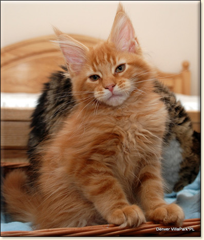 hodowla kotw maine coon Villa Park*PL