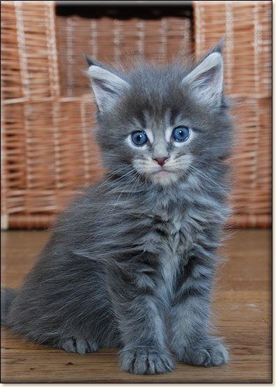 hodowla kotw rasy Maine Coon Villa Park*PL