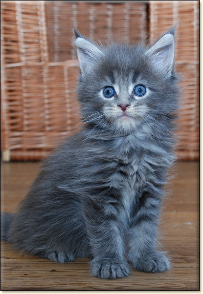 hodowla kotw maine coon Villa Park*PL