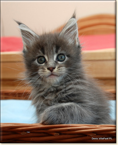 hodowla kotw rasy Maine Coon Villa Park*PL