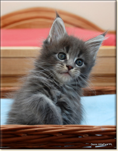 hodowla kotw maine coon Villa Park*PL