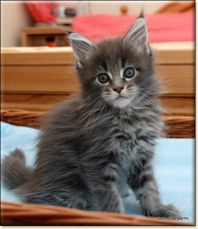 hodowla kotw rasy Maine Coon Villa Park*PL