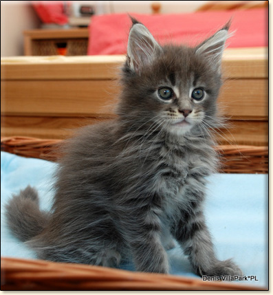 hodowla kotw maine coon Villa Park*PL