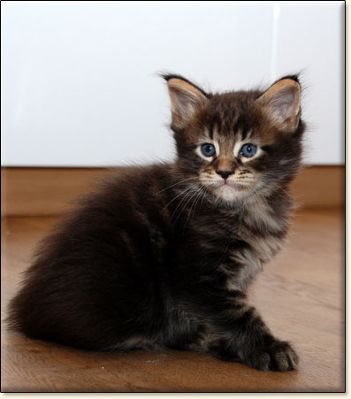 hodowla kotw maine coon Villa Park*PL