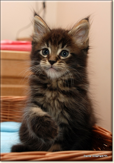 hodowla kotw rasy Maine Coon Villa Park*PL