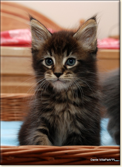 hodowla kotw maine coon Villa Park*PL