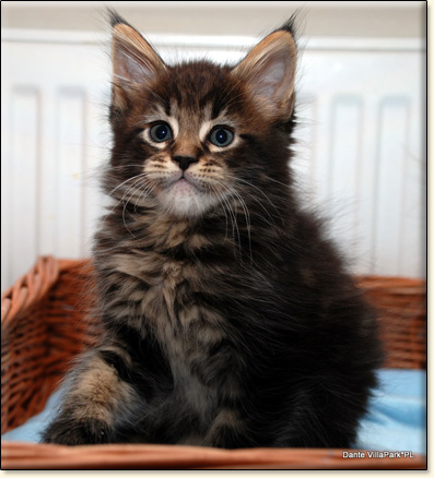 hodowla kotw rasy Maine Coon Villa Park*PL