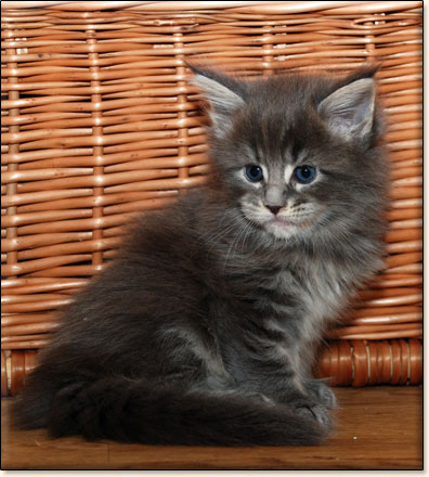 hodowla kotw maine coon Villa Park*PL