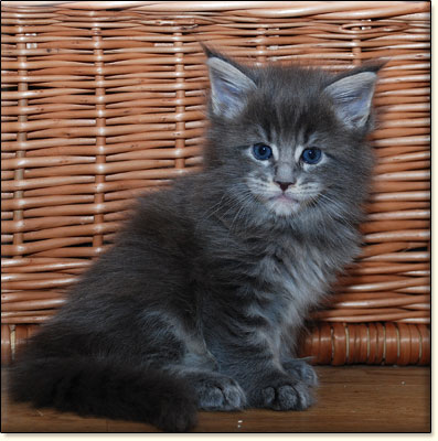 maine coon cattery Villa Park*PL