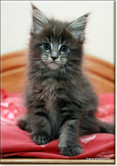 hodowla kotw rasy Maine Coon Villa Park*PL