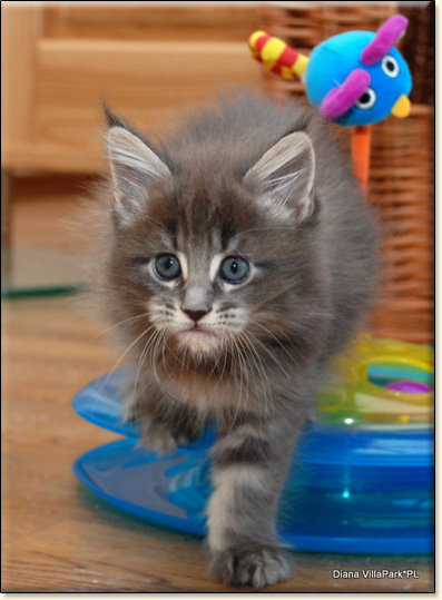 hodowla kotw maine coon Villa Park*PL