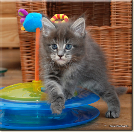 Maine Coon cattery Villa Park*PL