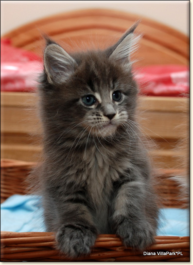 hodowla kotw rasy Maine Coon Villa Park*PL