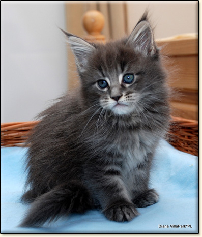 hodowla kotw maine coon Villa Park*PL