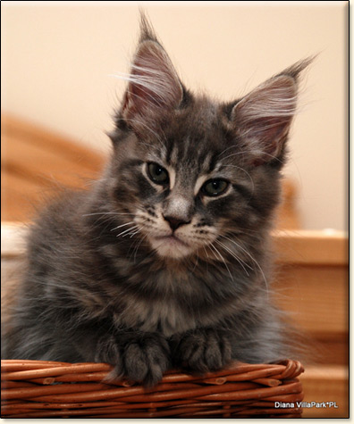 hodowla kotw rasy Maine Coon Villa Park*PL