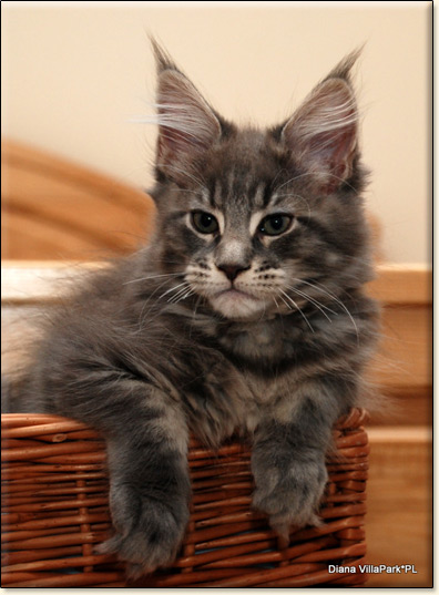 hodowla kotw maine coon Villa Park*PL