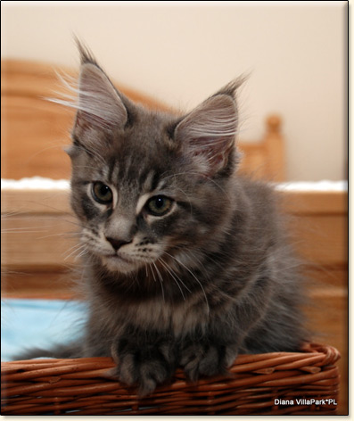 Maine Coon cattery Villa Park*PL