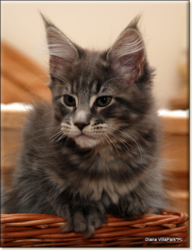 maine coon cattery Villa Park*PL