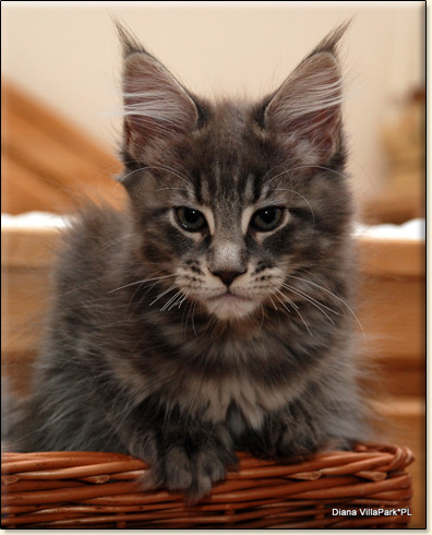 hodowla kotw maine coon Villa Park*PL