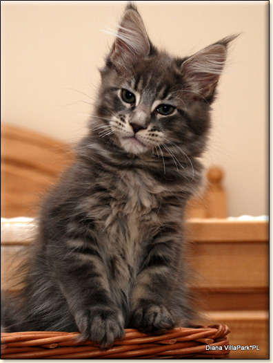 Maine Coon cattery Villa Park*PL